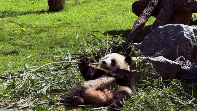 Pandy ZOO Berlin
