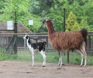 Bydgoski Ogród Zoologiczny we wtorek 31 maja powitał na świecie małą lamę