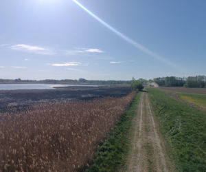 Pożar trzcinowisk w powiecie łukowskim