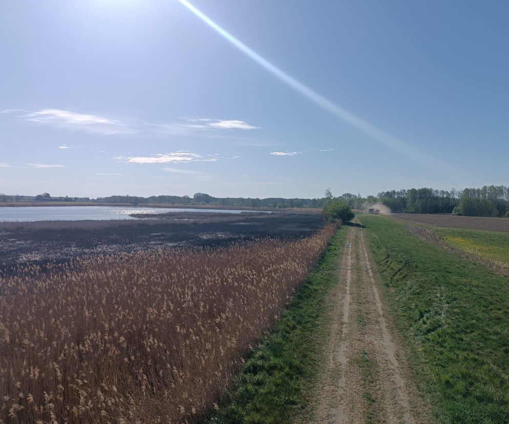 Pożar trzcinowisk w powiecie łukowskim