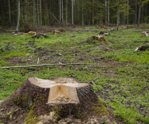 Ciągłe wycinanie drzew i mało zieleni