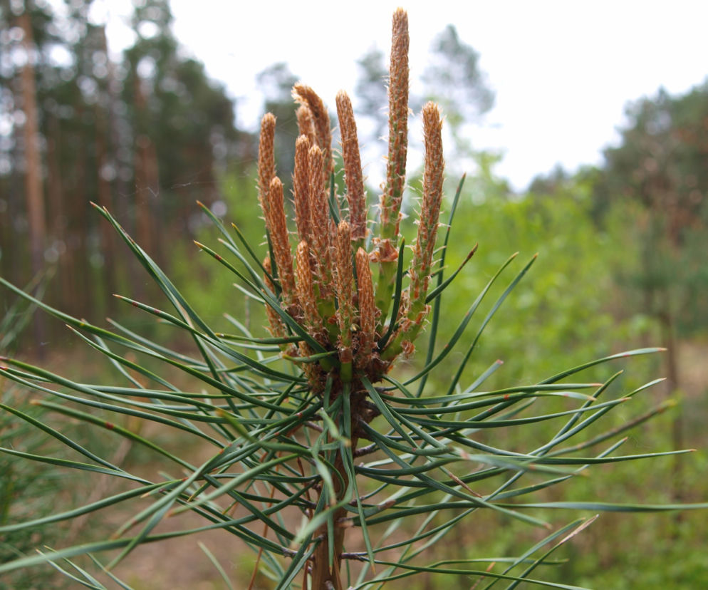 Syrop z pędów sosny naturalnym lekarstwem