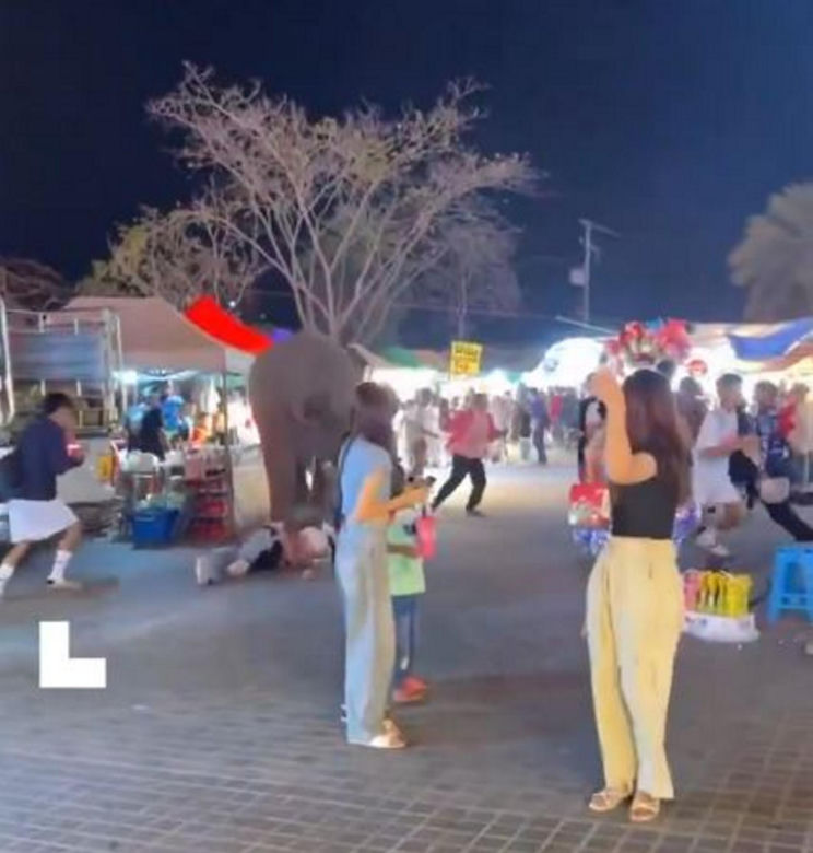 Słoń zaczął tratować ludzi na imprezie! Przerażające wideo