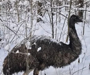 Emu znaleziony w lesie pod Garwolinem