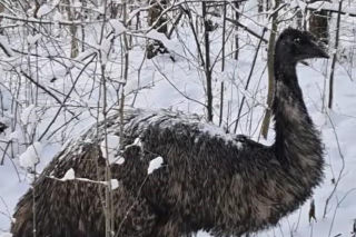 Emu znaleziony w lesie pod Garwolinem