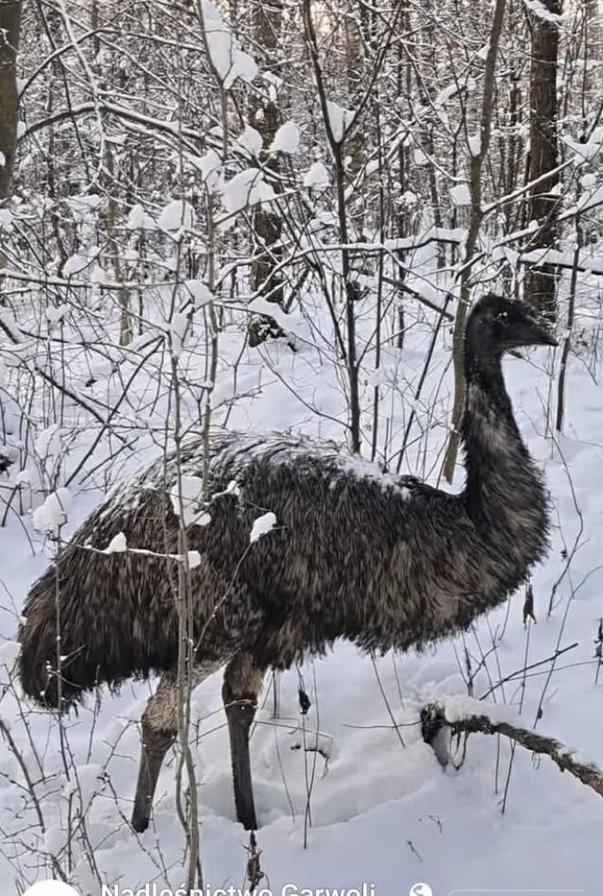 Emu znaleziony w lesie pod Garwolinem