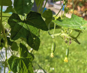 Ta roślina wygląda, jak mini arbuz. Ma szerokie zastosowanie w kuchni, a jej smak z pewnością was zaskoczy