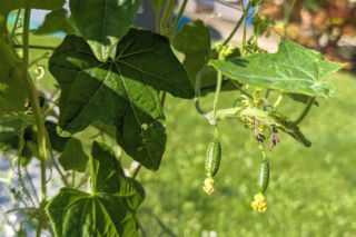 Ta roślina wygląda, jak mini arbuz. Ma szerokie zastosowanie w kuchni, a jej smak z pewnością was zaskoczy
