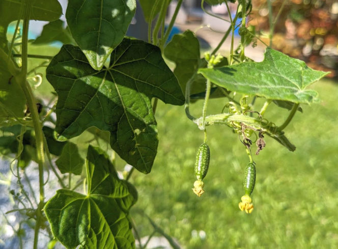 Ta roślina wygląda, jak mini arbuz. Ma szerokie zastosowanie w kuchni, a jej smak z pewnością was zaskoczy