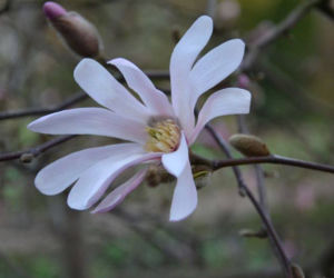 Magnolia loebnera 'Leonard Messel'