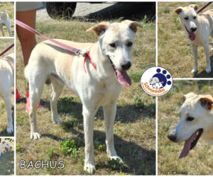 Bachus z Lublina