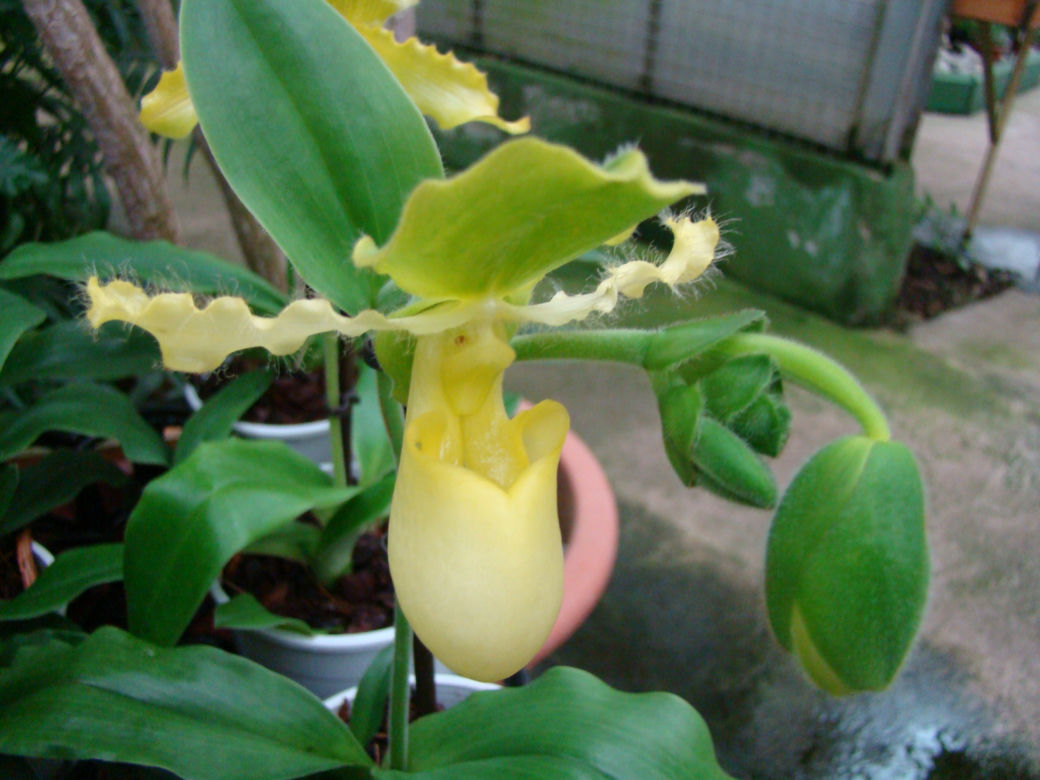 Paphiopedilum 