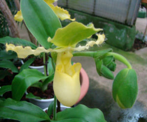 Paphiopedilum: storczyk o kwiatach jak dzbanki