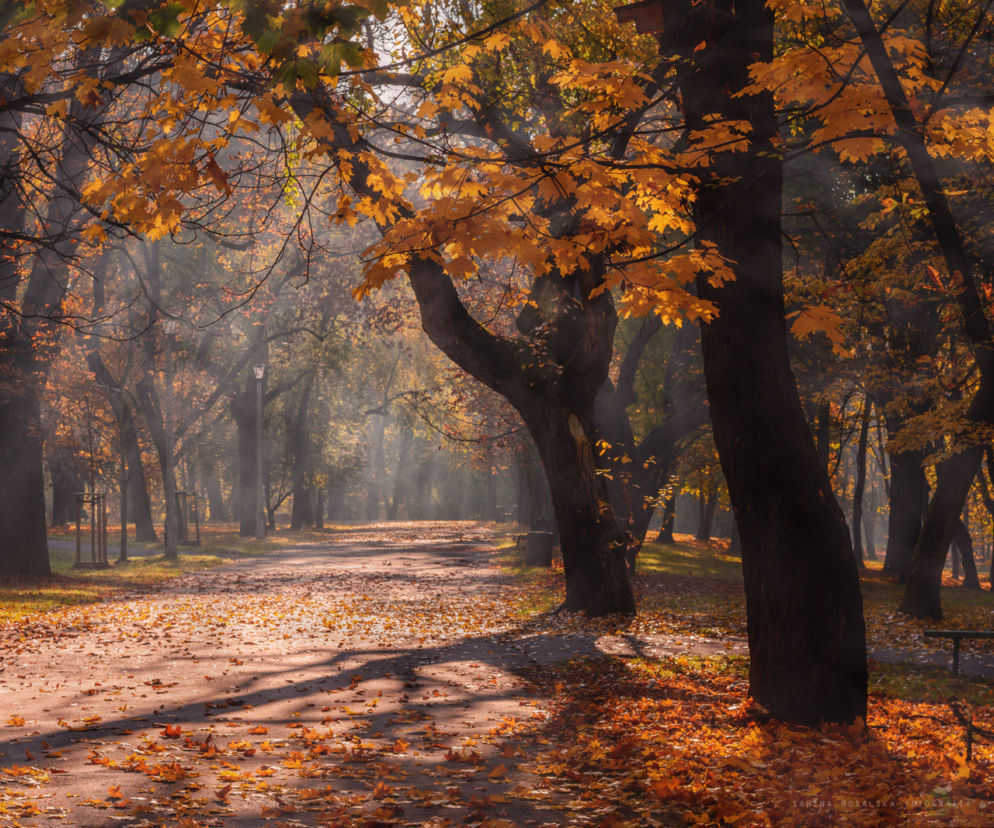Park Lotników Polskich (AWF) [ZDJĘCIE DNIA]