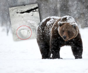 Niedźwiedzie w Tatrach naprawdę to robią! To zdjęcie budzi grozę