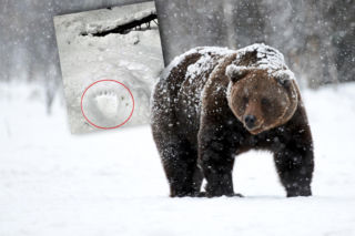 Niedźwiedzie w Tatrach naprawdę to robią! To zdjęcie budzi grozę