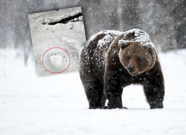 Niedźwiedzie w Tatrach naprawdę to robią! To zdjęcie budzi grozę