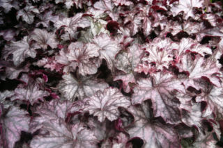 Żurawka ‘Blackberry Jam’  - Heuchera  ‘Blackberry Jam’ 