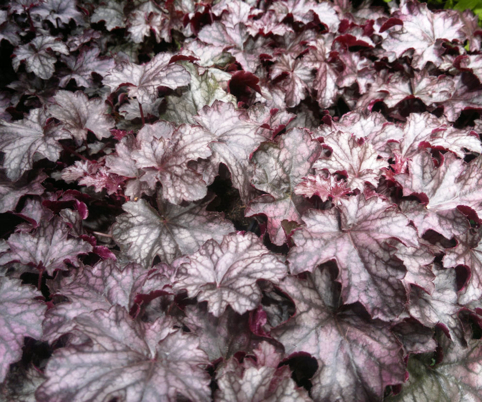 Żurawka ‘Blackberry Jam’