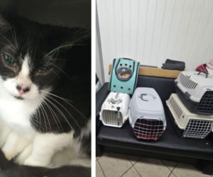 Interwencja w Łochowie. Zwierzęta trafiły pod opiekę schroniska i fundacji