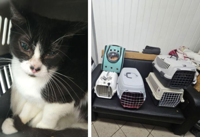 Interwencja w Łochowie. Zwierzęta trafiły pod opiekę schroniska i fundacji