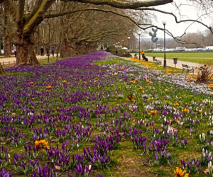 Krokusowe szaleństwo może okazać się bardzo kosztowne. Za jedno zdjęcie możesz zapłacić nawet 500 zł