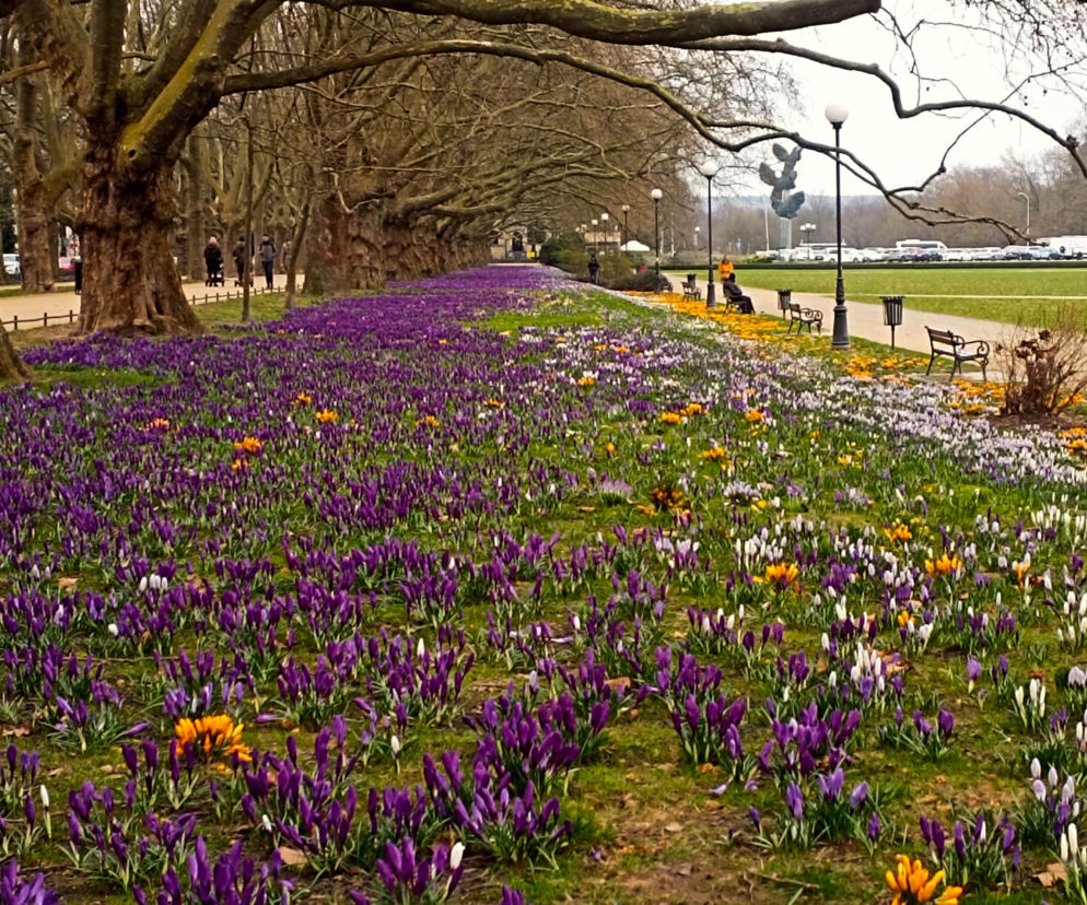 Na Jasnych Błoniach zakwitły krokusy. Niestety są deptane