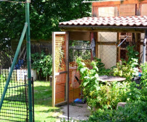 Braniewo. W gołębniku uprawiał marihuanę