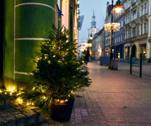 Choinki udekorowały ulice Poznania