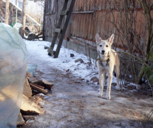 Żaroodporny pies i cud w Ciechanowcu