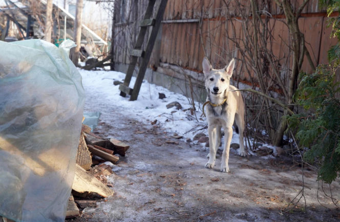 Żaroodporny pies i cud w Ciechanowcu