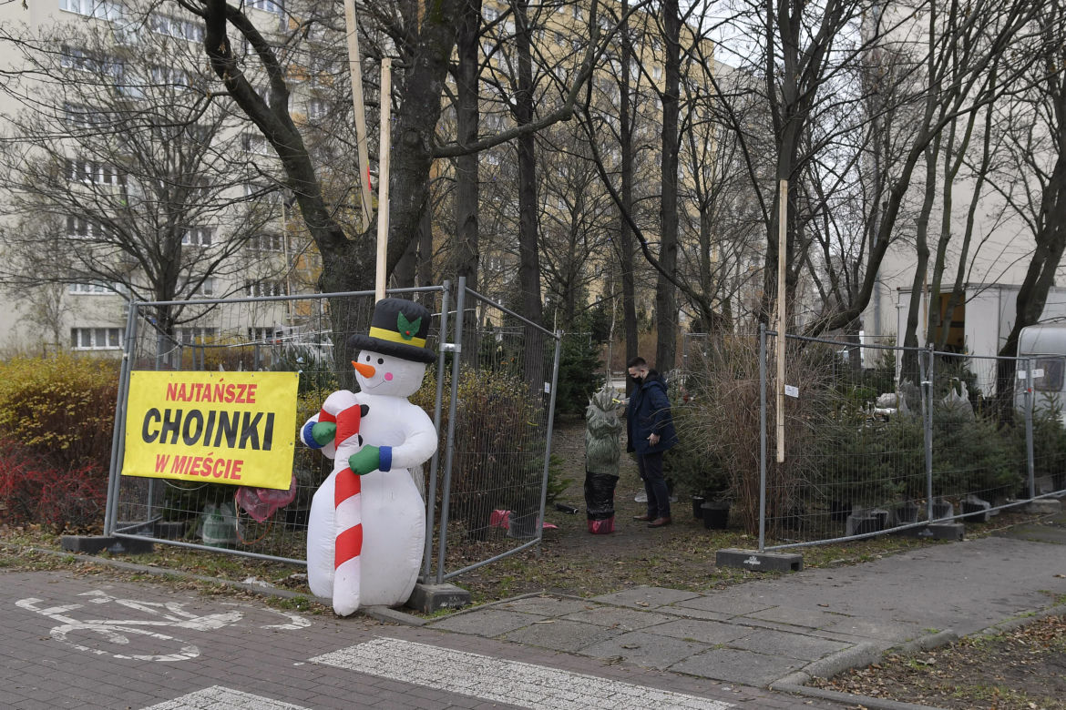  Gdzie najtaniej kupić choinkę w Warszawie? 