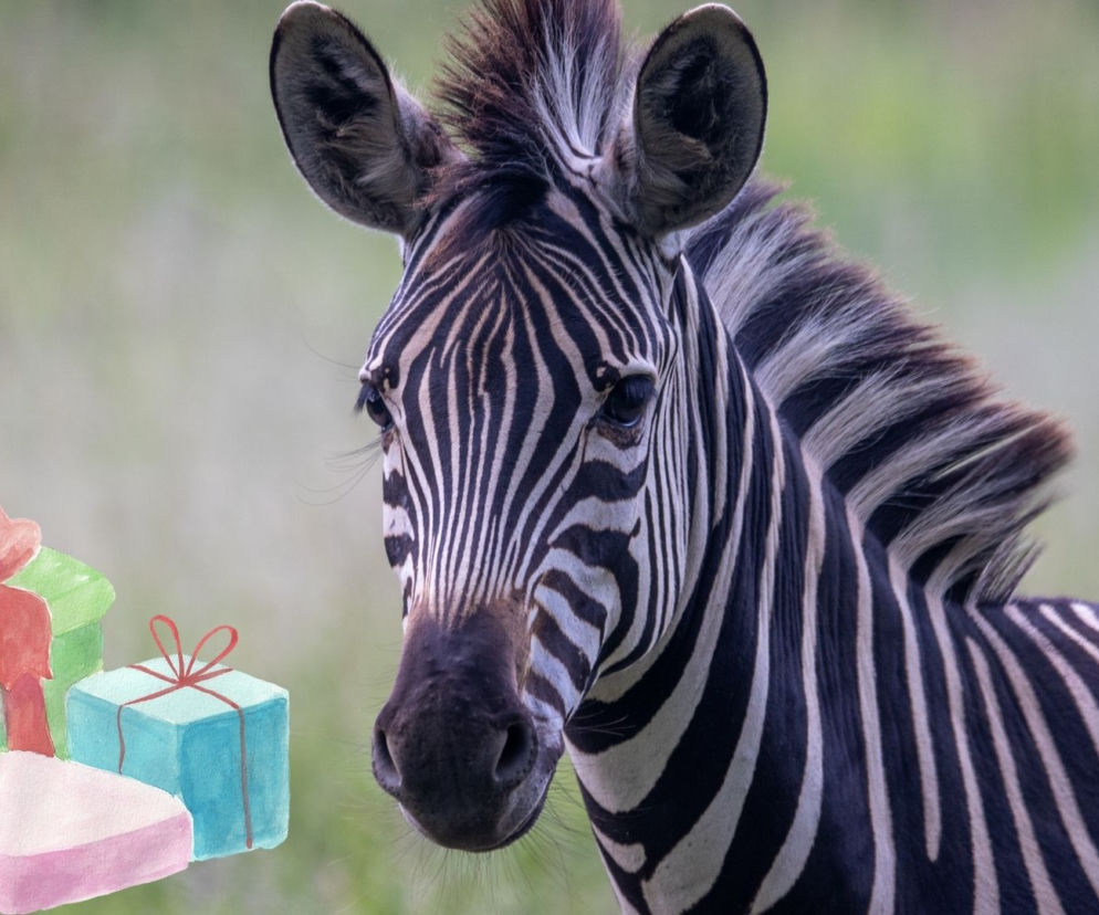 Zestawy na święta od warszawskiego zoo - co w nich znajdziecie? CENA