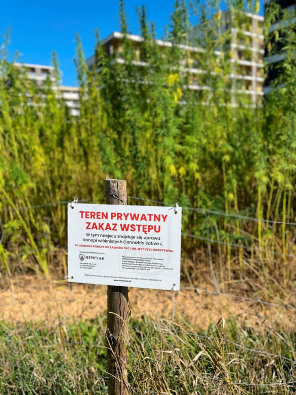 Ziele to ziele. Zobaczymy, co będzie. Każdy mógł zerwać konopie