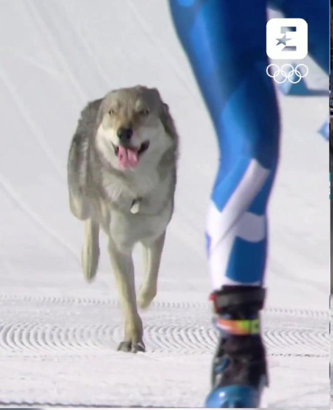 IO 2026: Pies na trasie biegu