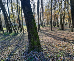 Park Miejski w Toruniu