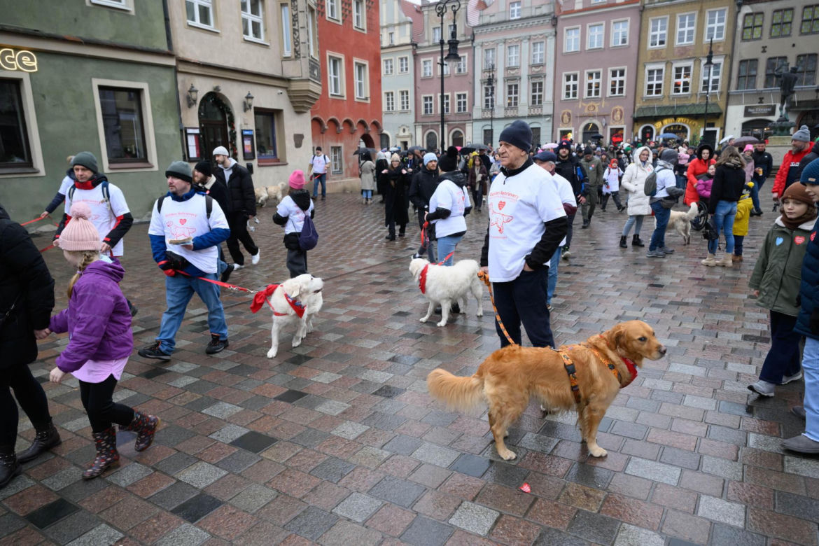 Poznań. Pokaz wyszkolenia psów z grupy „Golden Retriever WOŚP w Poznaniu” podczas 33. Finału Wielkiej Orkiestry Świątecznej Pomocy