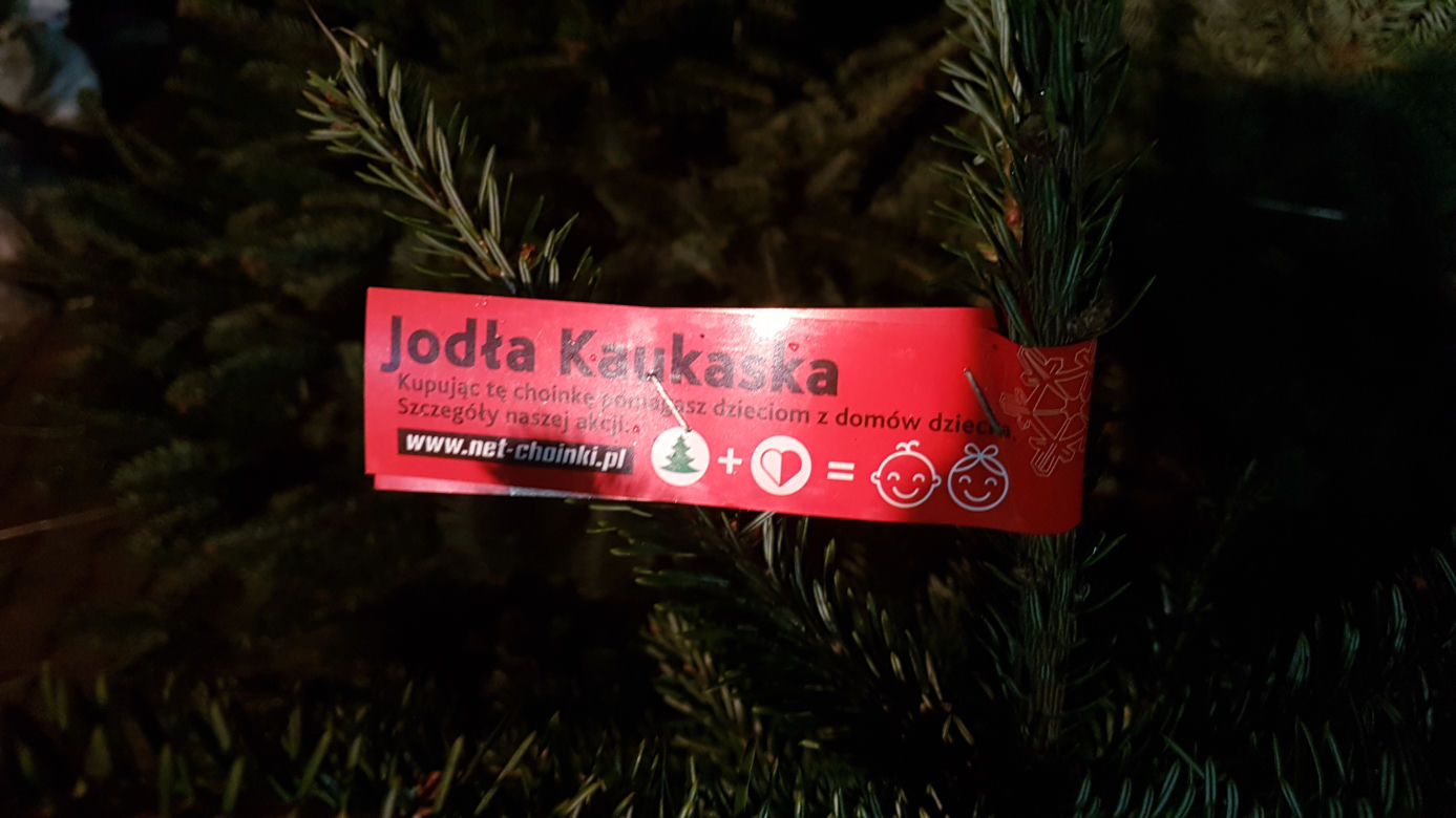 Gdzie kupić choinkę w Toruniu?