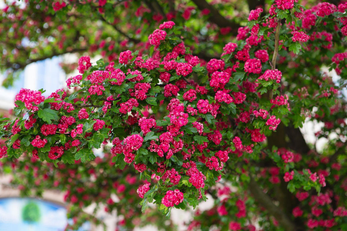 Głóg pośredni 'Paul's Scarlet'