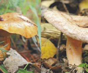 Poradnik grzybiarza