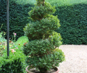 Topiary
