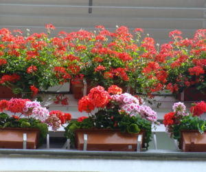 Najpiękniejsze balkony w Starachowicach