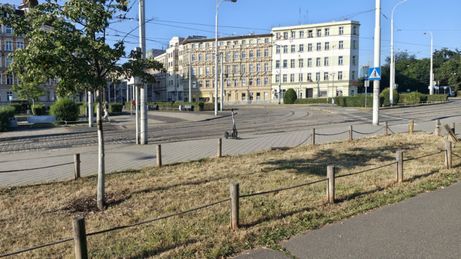 Wrocław jak pustynia! Przerażające widoki w parkach i na osiedlach