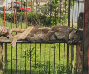 Śląskie: Dramatyczna akcja! Weteran z Afganistanu i puma: To moje dziecko