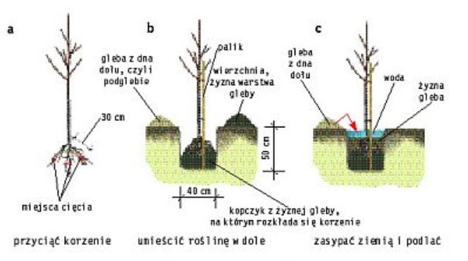 Zdjęcie do bloczka 'zdjecie z podpisem' - art 1301