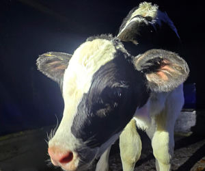 Szokujący incydent na drodze. Z dostawczaka wypadło cielę! Kierowca nawet nie zauważył