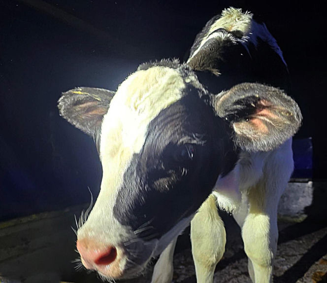 Szokujący incydent na drodze. Z dostawczaka wypadło cielę! Kierowca nawet nie zauważył
