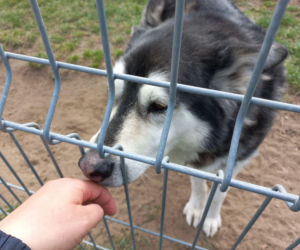 Przybyło psów w schronisku. Ilość zatrważająca