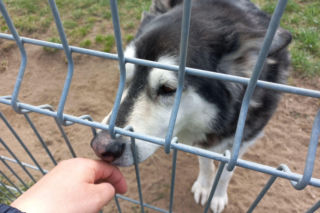 Przybyło psów w schronisku w Henrykowie koło Leszna. Ilość zatrważająca [ZDJĘCIA]