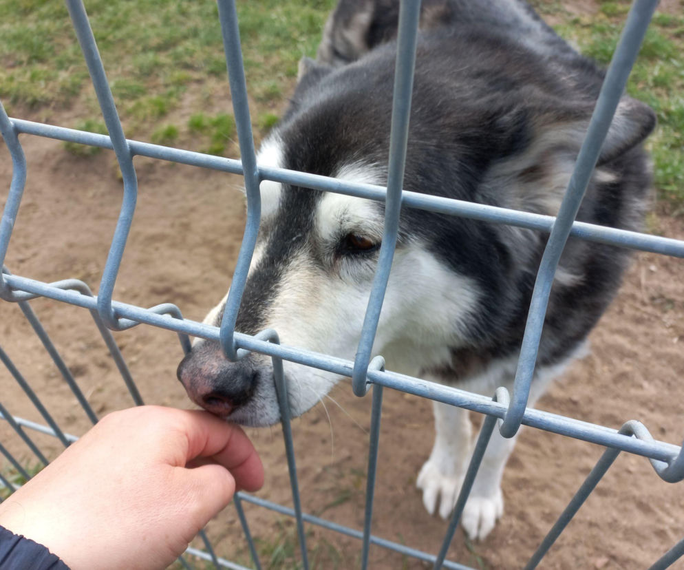 Przybyło psów w schronisku w Henrykowie koło Leszna. Ilość zatrważająca